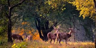 India Jungle Safari From Delhi: The Ultimate Wildlife Adventure Guide
